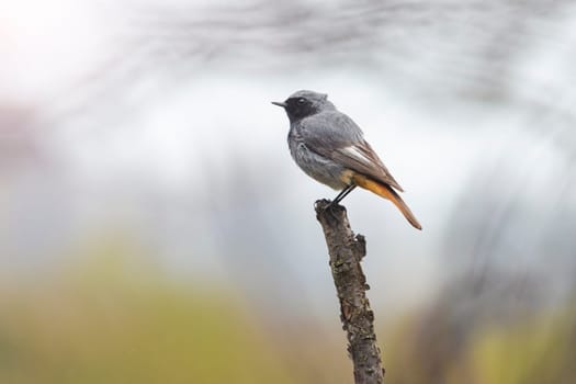 redstart sits on a thin perch, bird