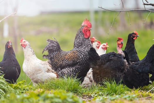 rooster and hens on a background of spring greenery, farm