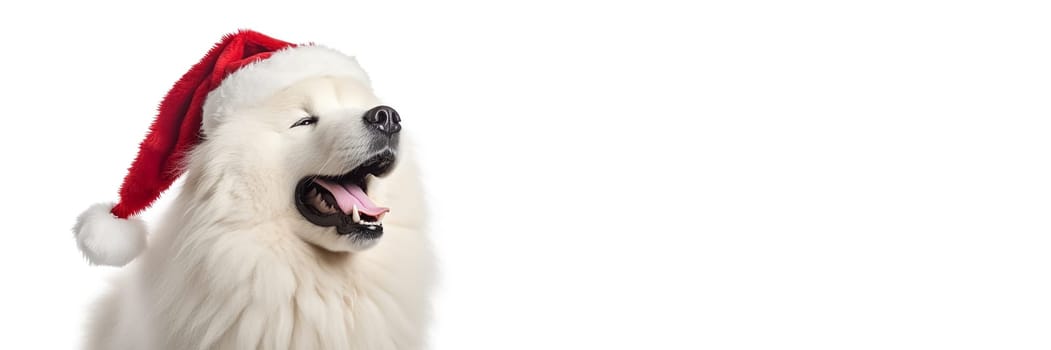 A white fluffy samoyed dog in a Santa Claus hat. Big dog in a red Santa hat. New year or Christmas Long Banner with copy cpace.