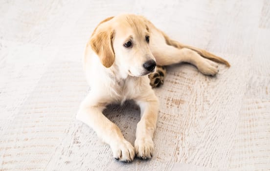 Beautiful young dog lying on wooden floor