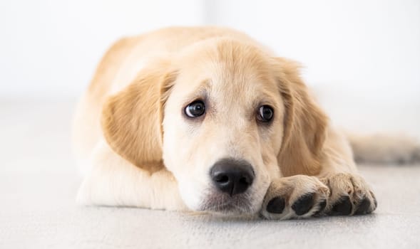 Nice muzzle and smart eyes of golden retriever