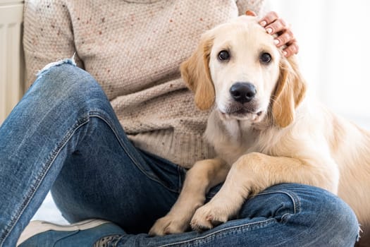 Adorable golden retriever lying on female knees