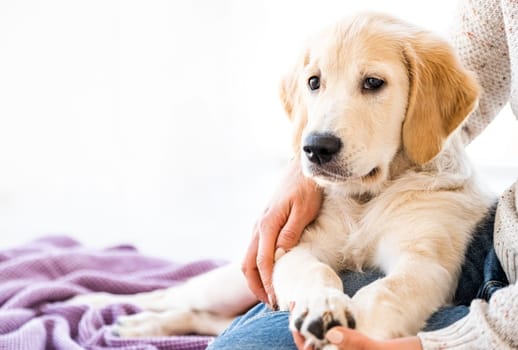 Nice young dog next to owner on purple bedspread