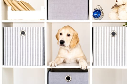 Funny young dog peeking out from locker