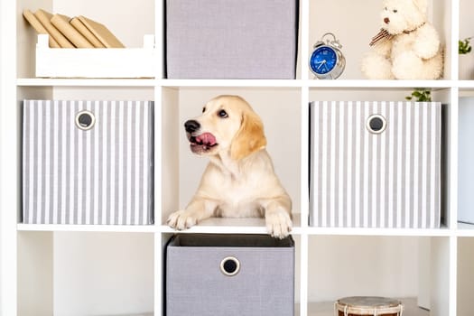 Funny dog with tongue out surrounded by shelves