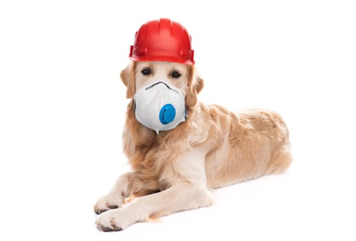 Golden retriever dog wearing hardhat and respirator isolated on white background