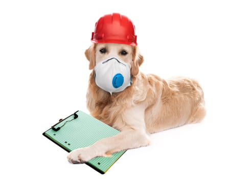 Golden retriever dog in respirator and protective helmet holding notebook isolated on white background