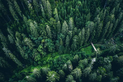 Aerial view of green tops of pine wood