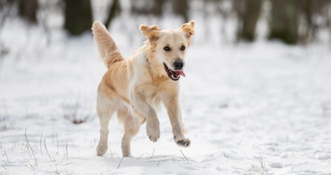 Golden retriever dog running fast with tongue sticking out during winter walk in snowy wood