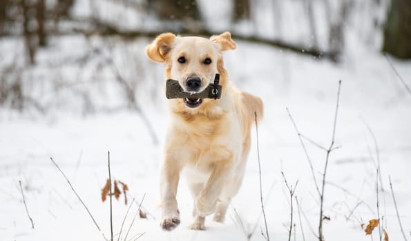 Golden retriever dog running in the snow and holding the collar in his teeth during winter walk in the park