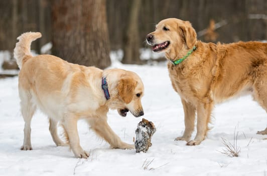 Two beautiful golden retriever dogs playing with forest snag in the snow during walk outdoor