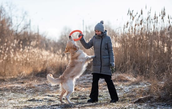 Woman owner wearing coat and hat training golden retriever dog with orange toy circle at the nature in early spring time. Girl playing with doggy pet labrador outdoors in the field with dry grass