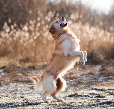 Golden retriever dog standing on his hind legs during training outdoors. Cute pet doggy labrador playing and jumping in the field in early spring time