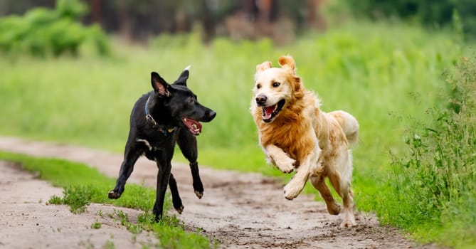 Golden retriever dog and black shepherd running together outdoors in sunny day. Two purebred doggie pets playing at nature