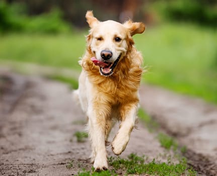 Golden retriever dog running outdoors in sunny day. Purebred doggie pet labrador at nature closeup portrait