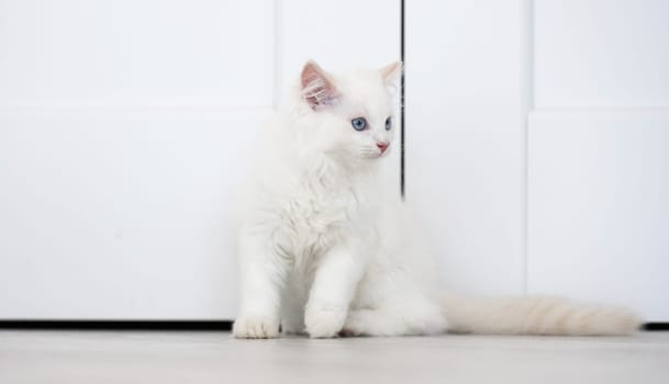 Adorable white fluffy ragdoll cat with beautiful blue eyes sitting on the floor in light room and looking back. Domestic feline pet at home
