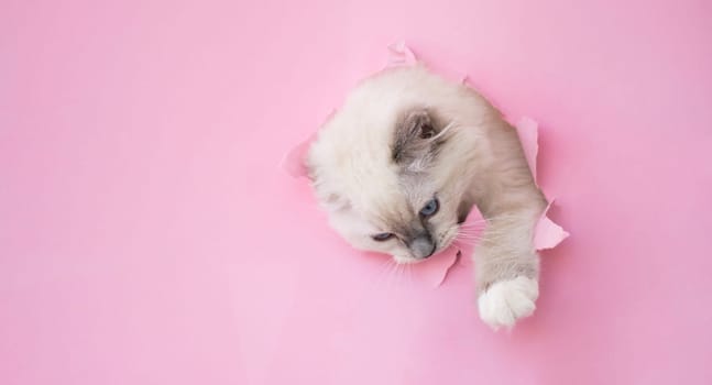 Lovely white ragdoll cat looks through ripped hole in pink paper backgroud indoors. Portrait of adorable funny purebred feline pet with beautiful blue eyes
