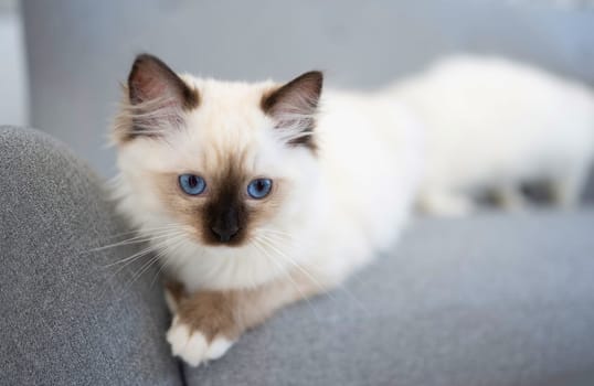 Lovely fluffy ragdoll cat with black nose lying on the grey sofa and looking with beautiful blue eyes. White furry purebred feline pet resting outdoors