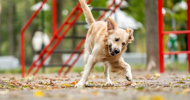 Golden retriever dog running during exercising in the park. Labrador pet doggy having fun outdoors