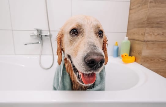 Adorable golden retriever dog sitting in the bath wearing towel and looking back. Process of cleaning funny doggy pet at home. Lovely labrador after shower