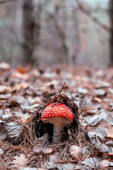 Beautiful fly agaric mushroom in the woodland in autumn time hiding in dry leaves. Poisoned red amanita in forest captured with closeup macro snapshot