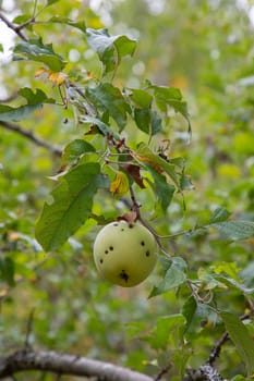 A green apple hangs from a branch in an old orchard with leaves in the background, Russell Island, British Columbia