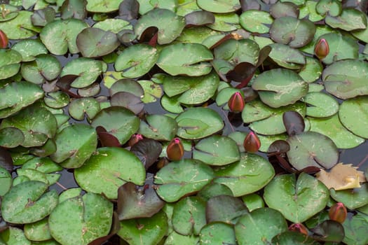 water lilies on the lake in the park