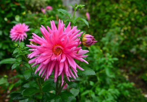 pink dahlia flower with drops of rain