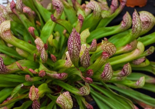 Sarracenia, carnivorous plant A plant that eats insects