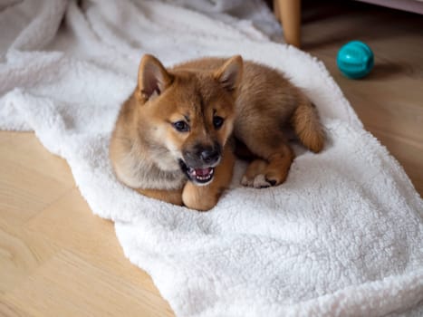 Portrait of cute Shiba Inu small dog, puppy, Close up. Dogecoin. Red-haired Japanese dog smile portrait. Illuminating color, cryptocurrency, electronic money. High quality photo