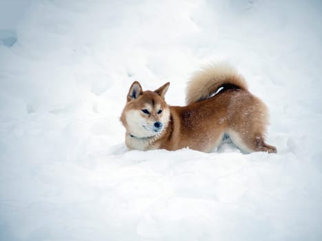 Japanese red coat dog is in winter forest. Portrait of beautiful Shiba inu male standing in the forest on the snow and trees background. High quality photo. Walk in winter