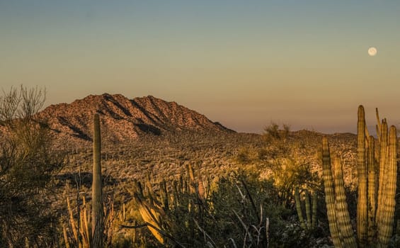 Desert Organ Pipe bathed in sunrise silhouette