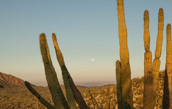 Desert Organ Pipe bathed in sunrise silhouette