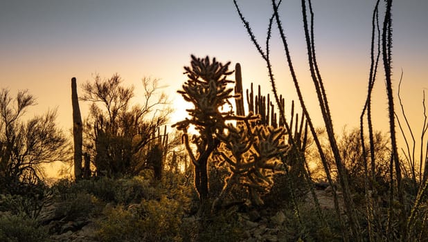 Desert Cacti bathed in sunrise silhouette