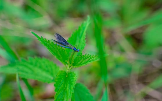 a blue dragonfly sitting on the grass with its wings raised nicely. High quality photo