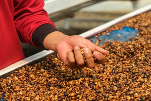 Drying coffee beans under sunlight. The natural drying of the coffee beans by the honey process, removed bulb and remaining sweet for dry. Dried arabica coffee beans in hand. Selective focus.