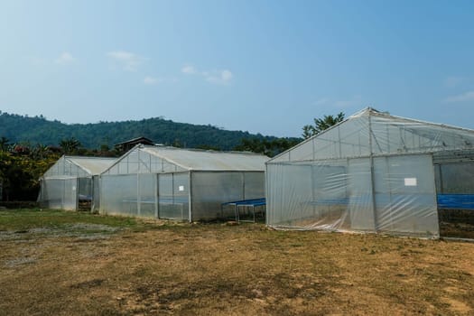 Green house for drying coffee beans. The natural drying of the coffee beans by the honey process, removed bulb and remaining sweet for dry.