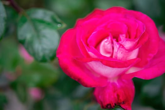 Beautiful Rose and Rosebuds in Rose Garden, Close Up, Selective Focus