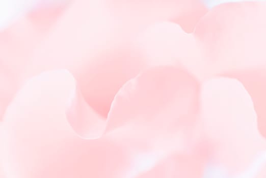 Abstract floral background, pale pink rose flower petals. Macro flowers backdrop for holiday design. Soft focus