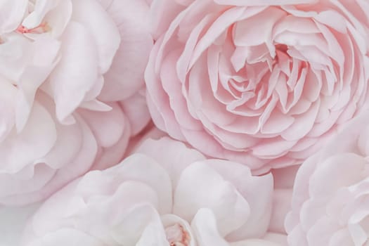 Pale pink roses. Soft focus. Macro flowers background for holiday brand design.