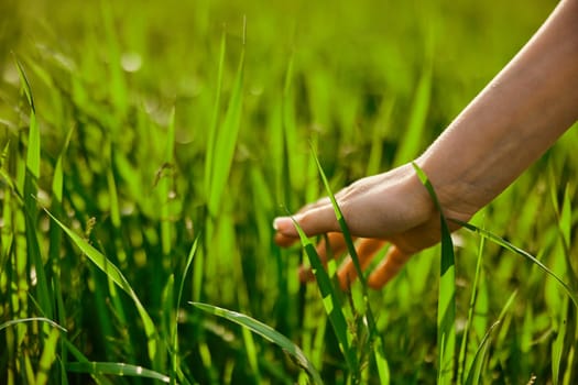 male hands touching the field of green wheat. High quality photo