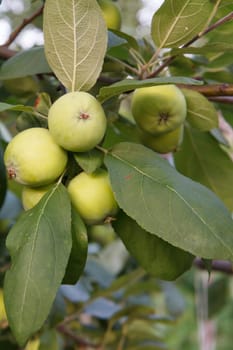 Branch of green unripe apples on a treein the orchard.