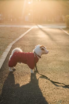 Closeup portrait of cute Jack Russell dog in suit walking in autumn park. Puppy pet is dressed in sweater walks
