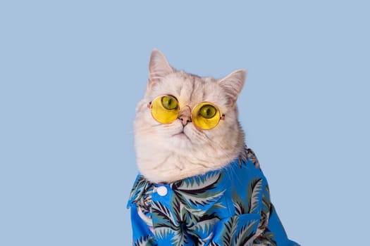 Portrait of cute white british cat in a blue summer shirt and yellow glasses sitting on a blue background, looking at camera. Close up. Copy space