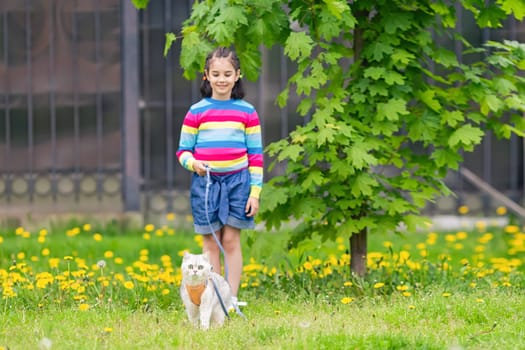a little girl walks an adorable white British cat wearing an orange harness. copy space