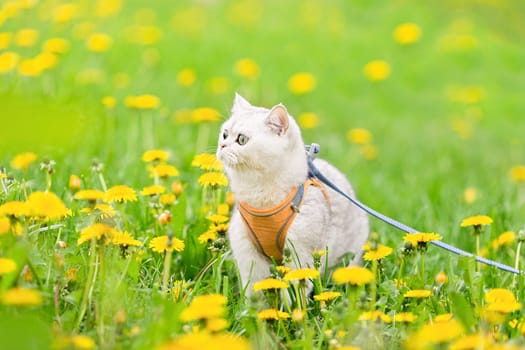 a cute white British cat dressed in an orange harness walks in the spring on the grass with yellow dandelions, looks away. Close up. copy space