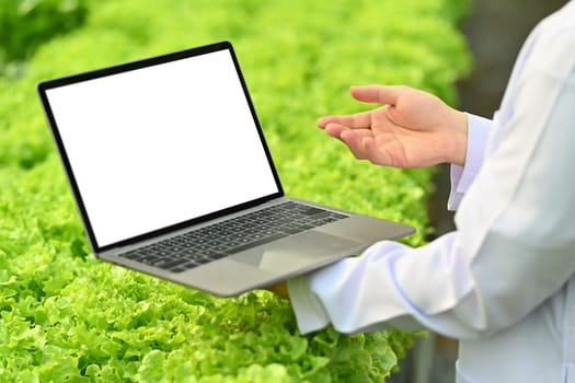 Midsection of scientist holding laptop with blank screen, standing among vegetable in industrial greenhouse.