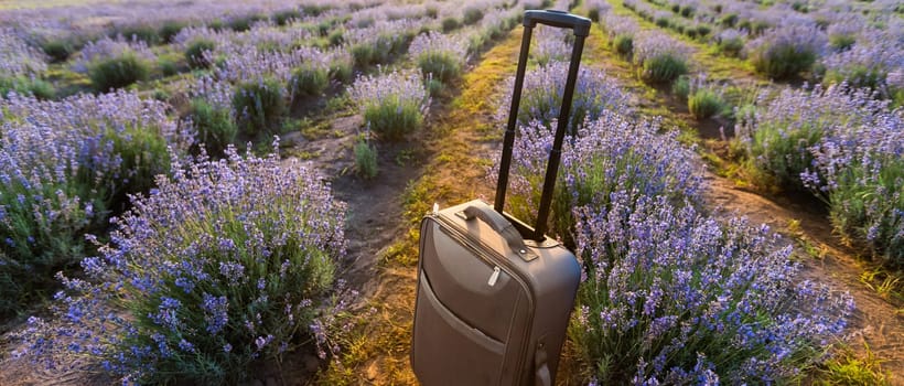 suitcase in lavender field, travel lifestyle concept