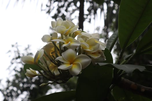 Plumeria flowers in Loro Parque, Tenerife, Canary Islands, Spain