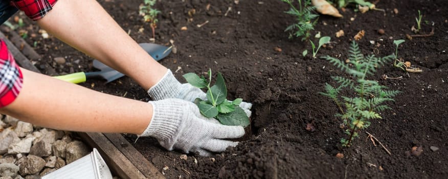 Hand of woman gardener in gloves holds seedling of small apple tree in her hands preparing to plant it in the ground. Tree planting